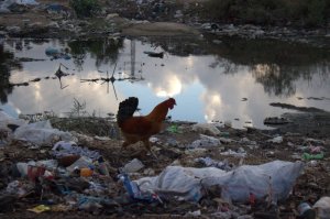 Pollution at Wadi Gaza (photo by Patrick Keddie)