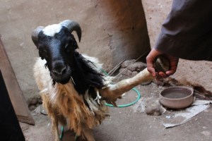 A sheep about to be slaughtered for Eid (photo by Patrick Keddie)